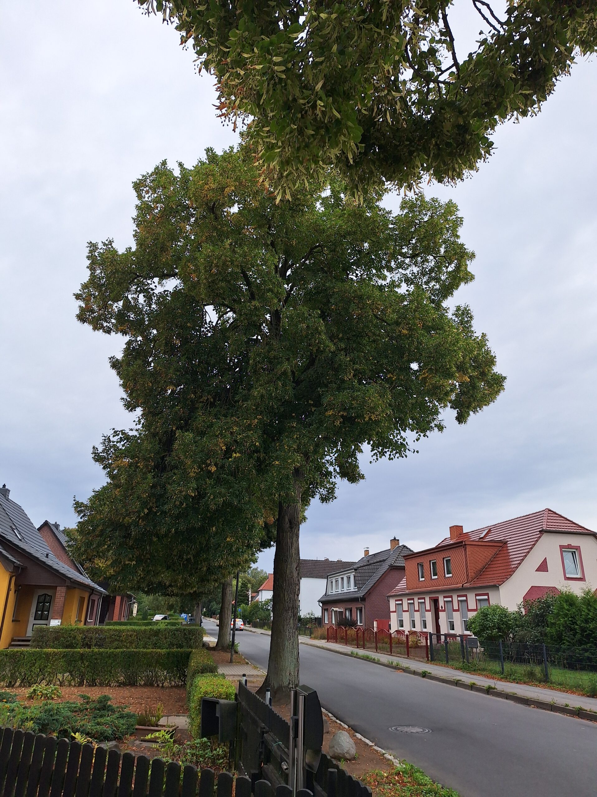 Der Irrsinn des Bäumeschneidens